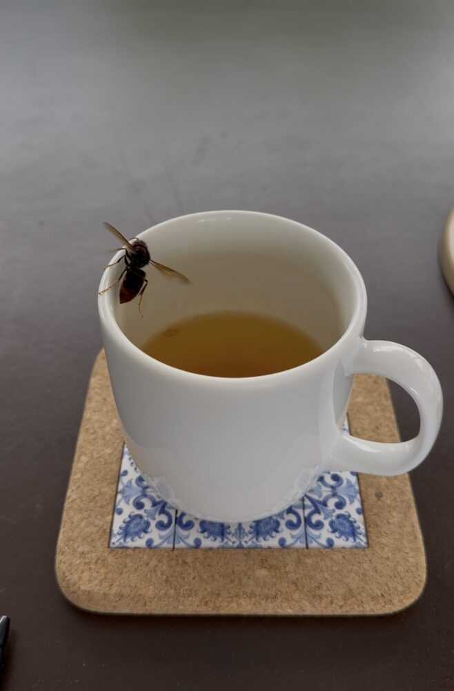 虎頭蜂停在蜂蜜檸檬飲品的杯緣。