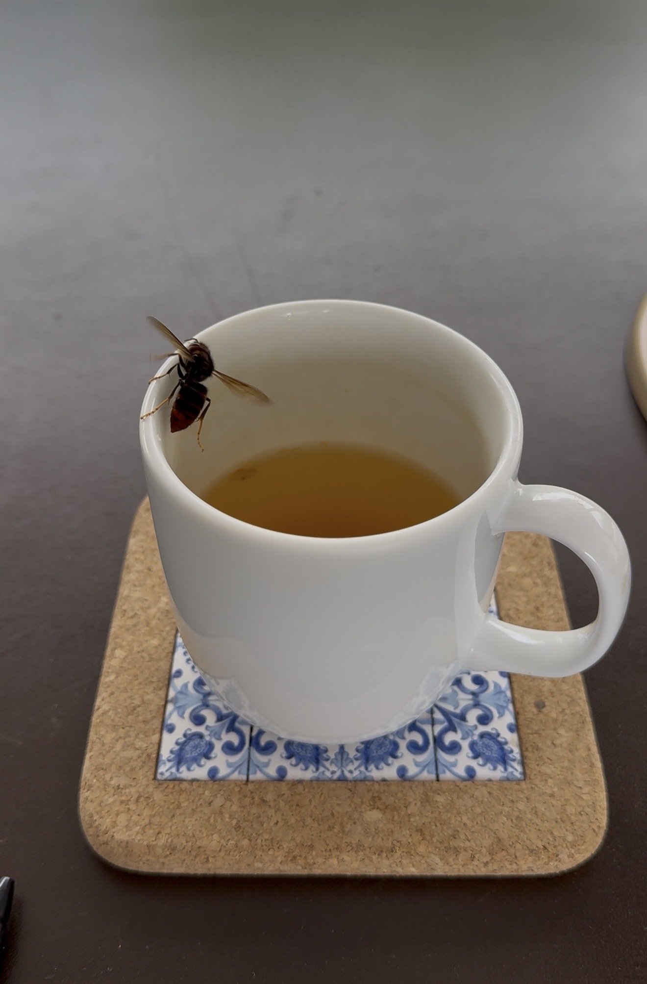 虎頭蜂停在蜂蜜檸檬飲品的杯緣。